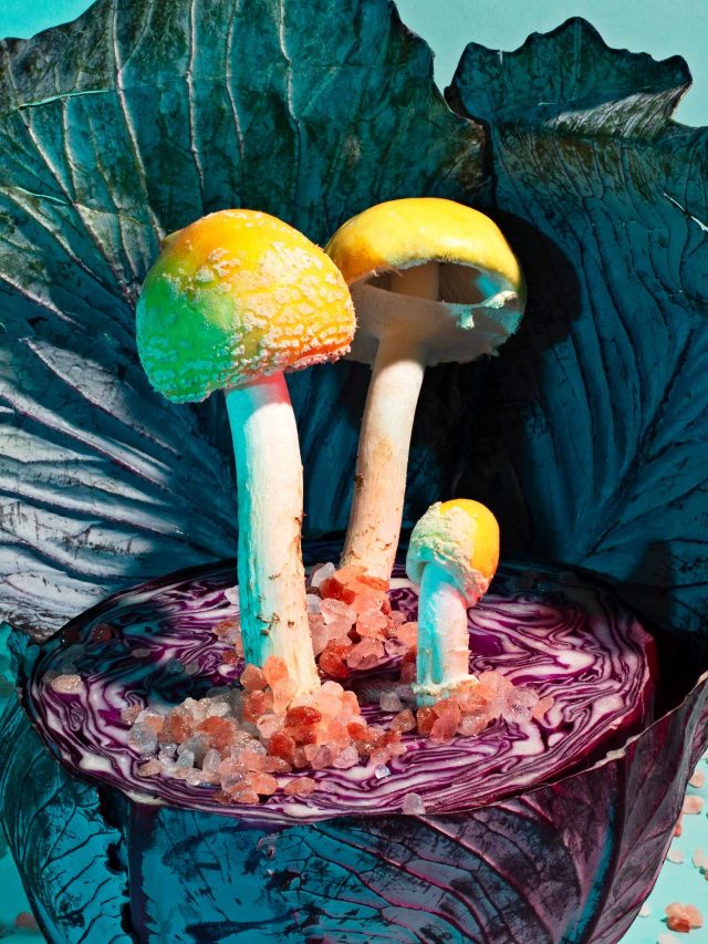 Phyllis Ma_Amanita muscaria